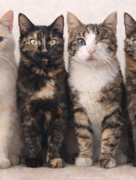 Bonez, Jade, Nox & Amber